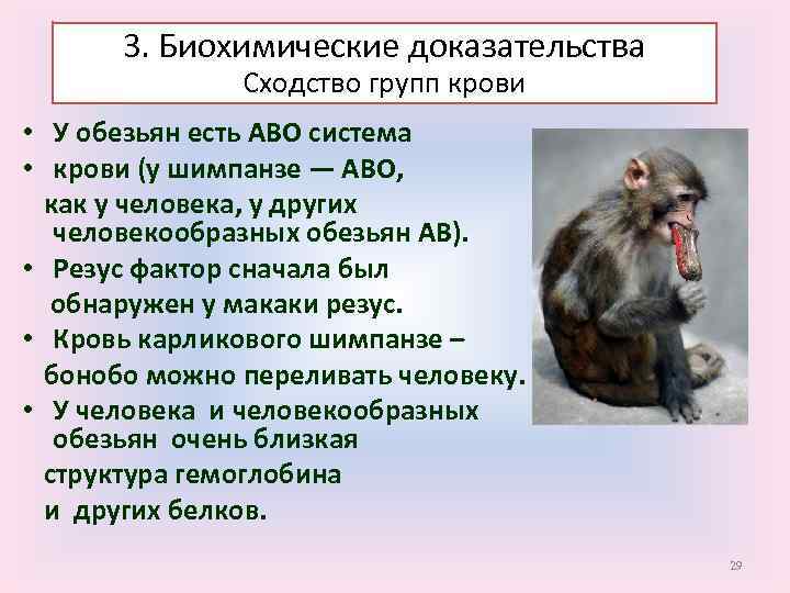 3. Биохимические доказательства Сходство групп крови • У обезьян есть АВО система • крови