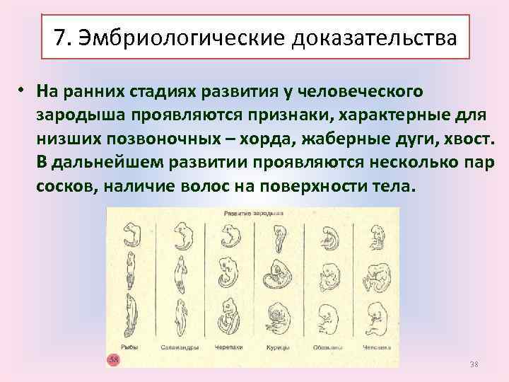 7. Эмбриологические доказательства • На ранних стадиях развития у человеческого зародыша проявляются признаки, характерные