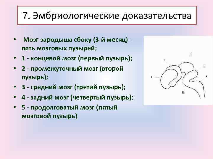 7. Эмбриологические доказательства • Мозг зародыша сбоку (3 -й месяц) - пять мозговых пузырей;