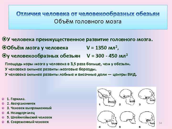 Объём головного мозга У человека преимущественное развитие головного мозга. Объём мозга у человека V