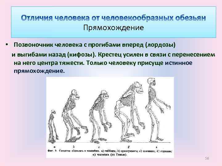 Прямохождение • Позвоночник человека с прогибами вперед (лордозы) и выгибами назад (кифозы). Крестец усилен