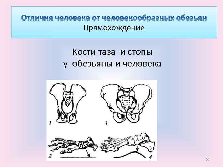 Прямохождение Кости таза и стопы у обезьяны и человека 57 