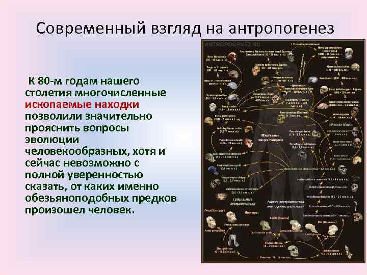 Современный взгляд на антропогенез К 80 -м годам нашего столетия многочисленные ископаемые находки позволили