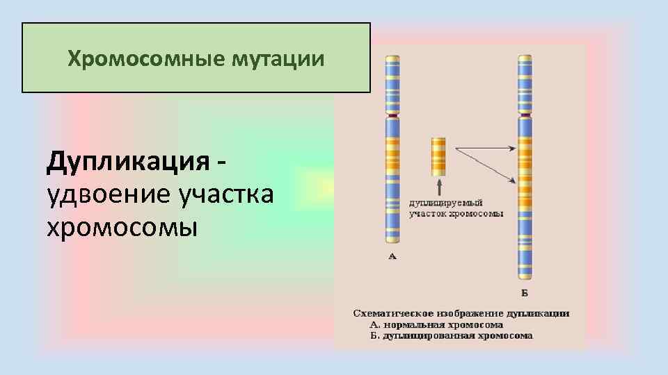  Хромосомные мутации Дупликация - удвоение участка хромосомы 