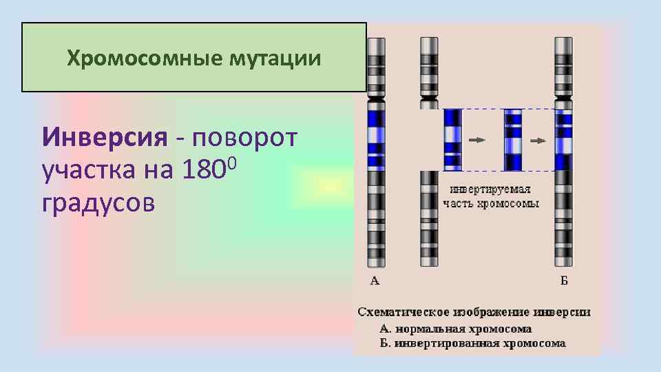 Хромосомные мутации Инверсия поворот участка на 1800 градусов 