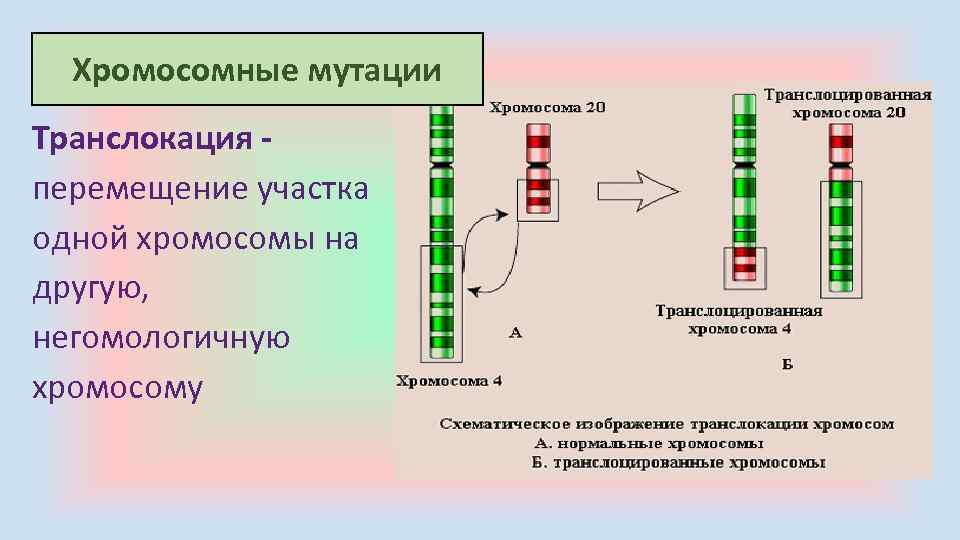 Транслокация хромосом фото