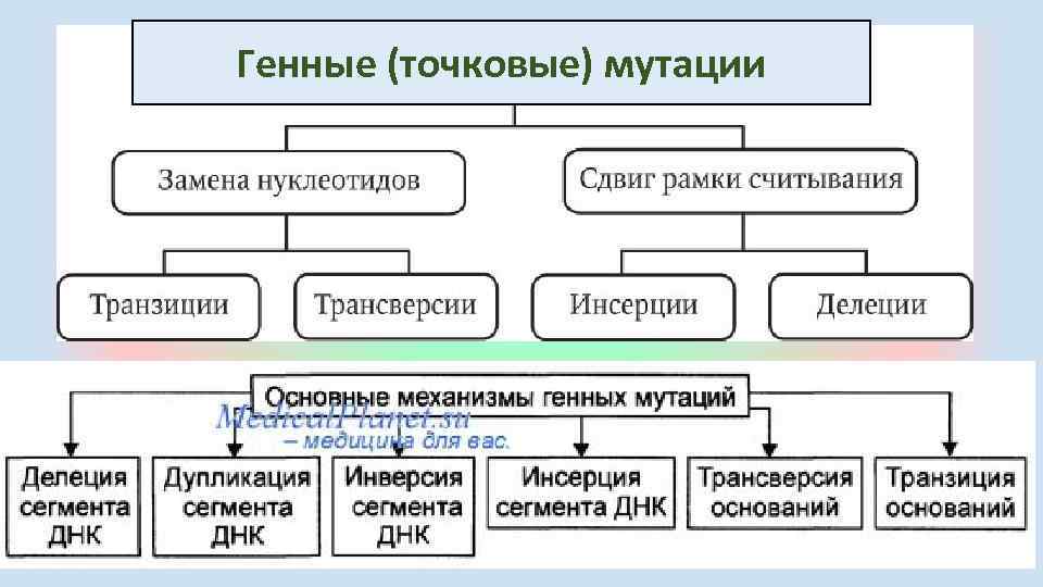 Генные (точковые) мутации 