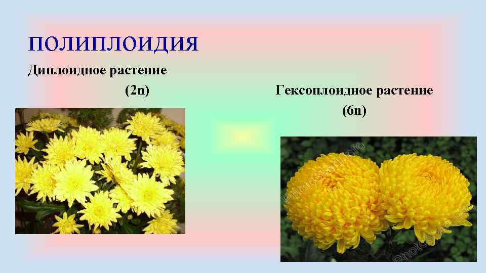 полиплоидия Диплоидное растение (2 n) Гексоплоидное растение (6 n) 