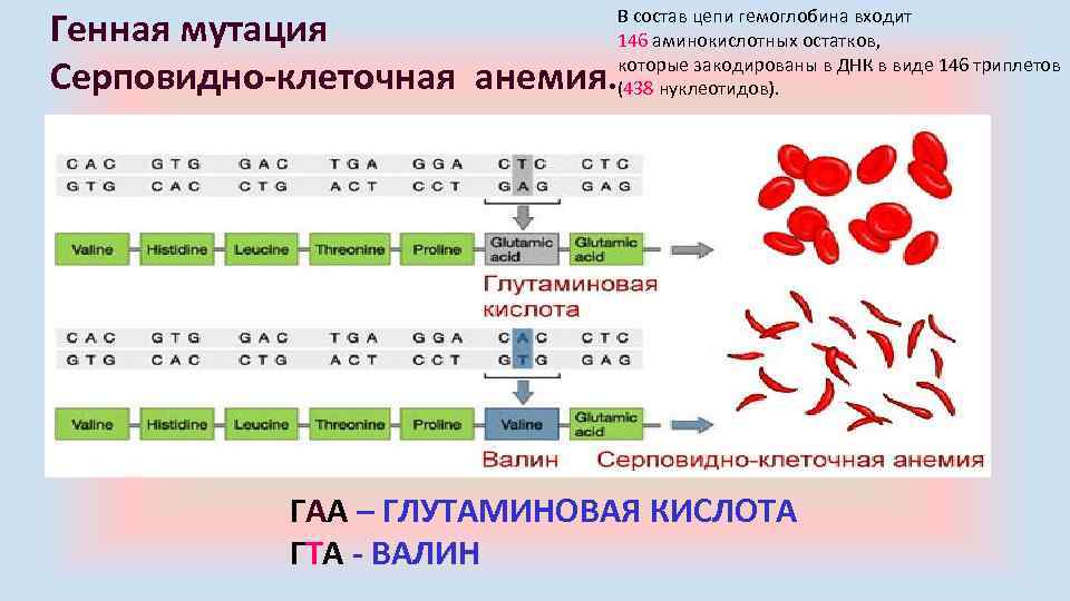 Генная мутация Серповидно-клеточная анемия. В состав цепи гемоглобина входит 146 аминокислотных остатков, которые закодированы