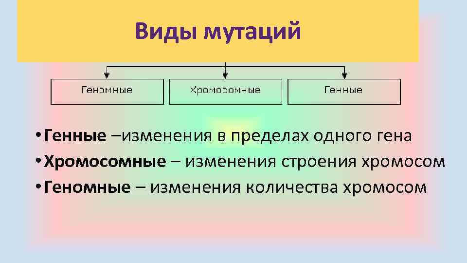 Виды мутаций • Генные –изменения в пределах одного гена • Хромосомные – изменения строения