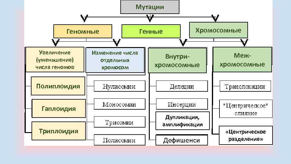 Мутации Геномные Увеличение (уменьшение) числа геномов Генные Изменение числа отдельных хромосом Хромосомные Внутрихромосомные Межхромосомные