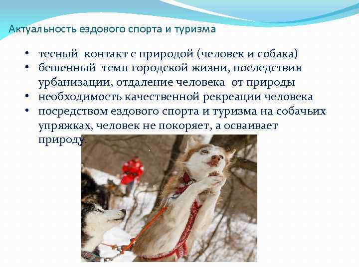 Актуальность ездового спорта и туризма • тесный контакт с природой (человек и собака) •