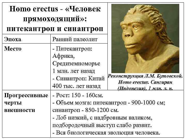 Homo erectus - «Человек прямоходящий» : питекантроп и синантроп Эпоха Место Ранний палеолит -