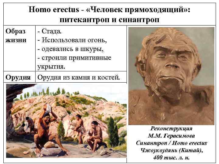 Homo erectus - «Человек прямоходящий» : питекантроп и синантроп Образ жизни - Стада. -