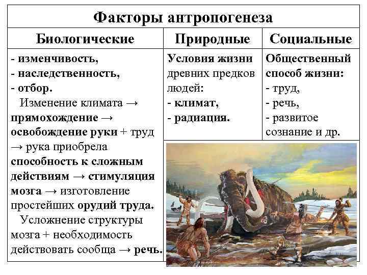 Опишите биологические и социальные факторы антропогенеза