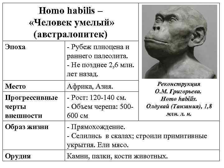 Homo habilis эпоха