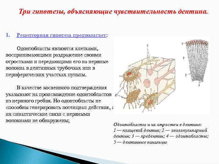 Три гипотезы, объясняющие чувствительность дентина. 1. Рецепторная гипотеза предполагает: Одонтобласты являются клетками, воспринимающими раздражение