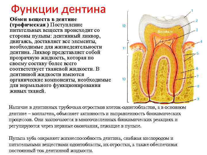 В чем особенность строения дентина какую. Функции дентина зуба. Дентин строение и функции. Строение и функции дентина зуба.