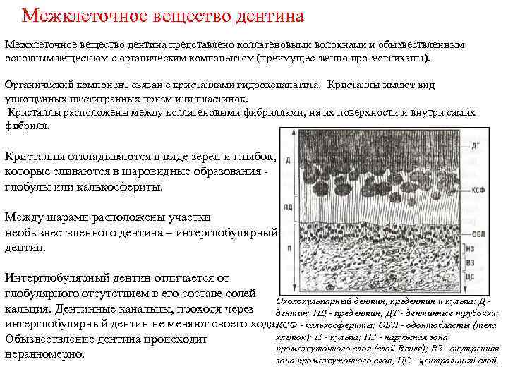 Межклеточное вещество дентина представлено коллагеновыми волокнами и обызвествленным основным веществом с органическим компонентом (преимущественно