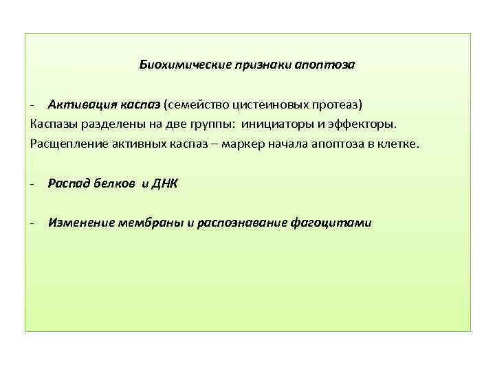Биохимические признаки апоптоза - Активация каспаз (семейство цистеиновых протеаз) Каспазы разделены на две группы: