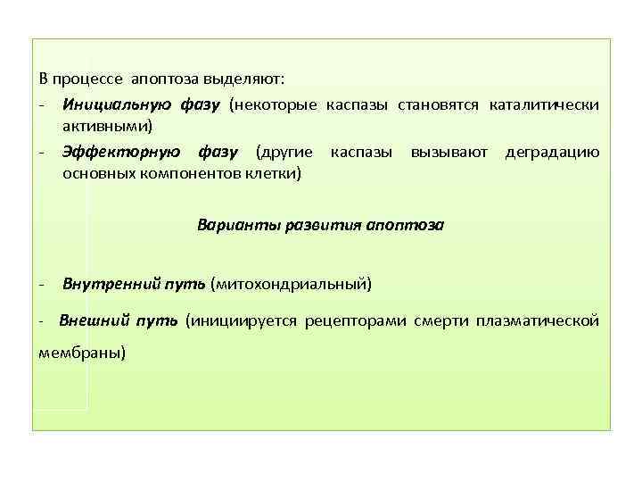 В процессе апоптоза выделяют: - Инициальную фазу (некоторые каспазы становятся каталитически активными) - Эффекторную
