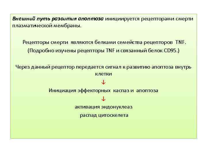 Внешний путь развития апоптоза инициируется рецепторами смерти плазматической мембраны. Рецепторы смерти являются белками семейства