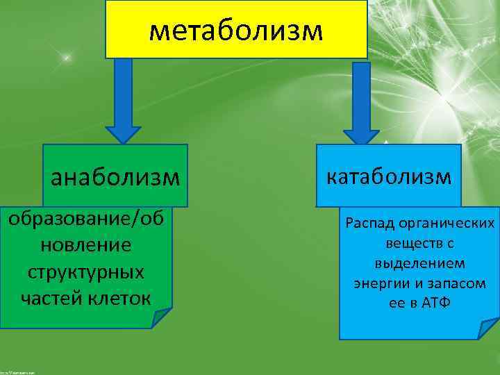 метаболизм анаболизм образование/об новление структурных частей клеток катаболизм Распад органических веществ с выделением энергии