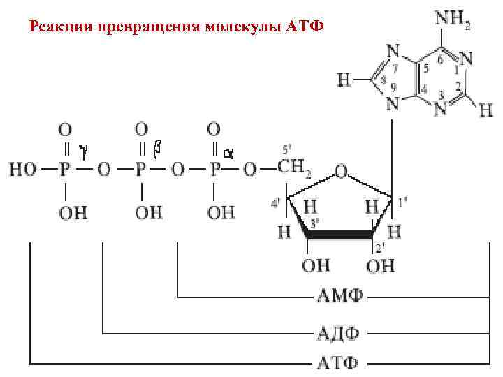 Аккумулированная атф. Структурная формула АДФ И АТФ. Аденозин 5 монофосфат формула.
