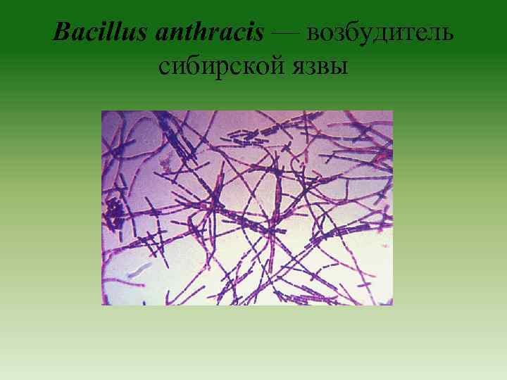 Bacillus anthracis — возбудитель сибирской язвы 