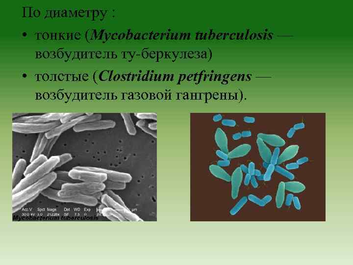 По диаметру : • тонкие (Mycobacterium tuberculosis — возбудитель ту беркулеза) • толстые (Clostridium