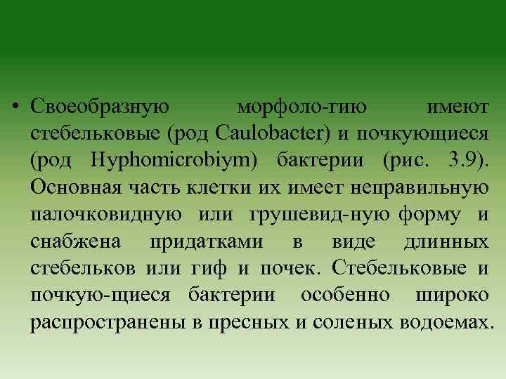  • Своеобразную морфоло гию имеют стебельковые (род Caulobacter) и почкующиеся (род Hyphomicrobiym) бактерии