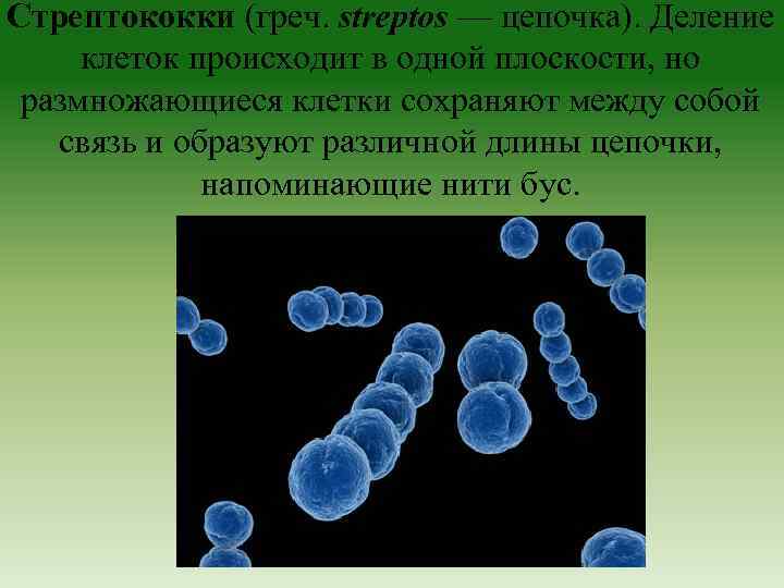 Стрептококки (греч. streptos — цепочка). Деление клеток происходит в одной плоскости, но размножающиеся клетки