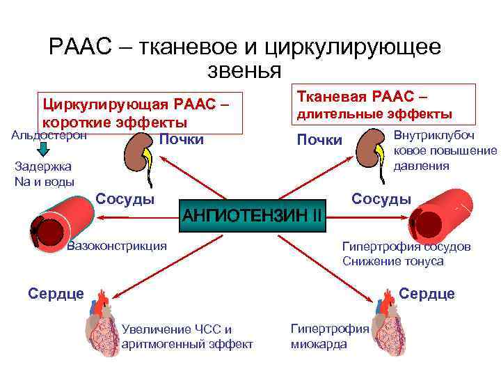 РААС – тканевое и циркулирующее звенья Циркулирующая РААС – короткие эффекты Альдостерон Почки Тканевая