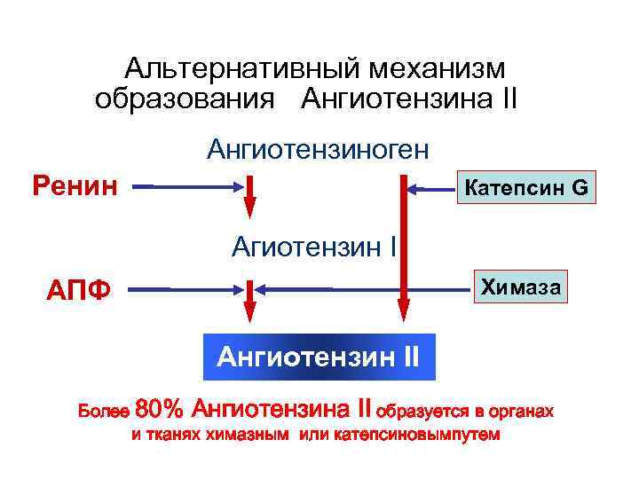  Альтернативный механизм образования Ангиотензина II Ангиотензиноген Ренин Катепсин G Агиотензин I АПФ Химаза