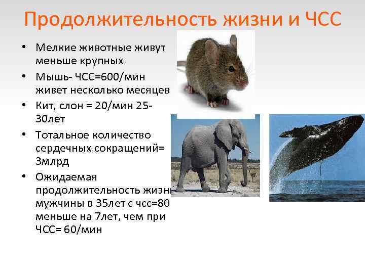 Продолжительность жизни и ЧСС • Мелкие животные живут меньше крупных • Мышь- ЧСС=600/мин живет