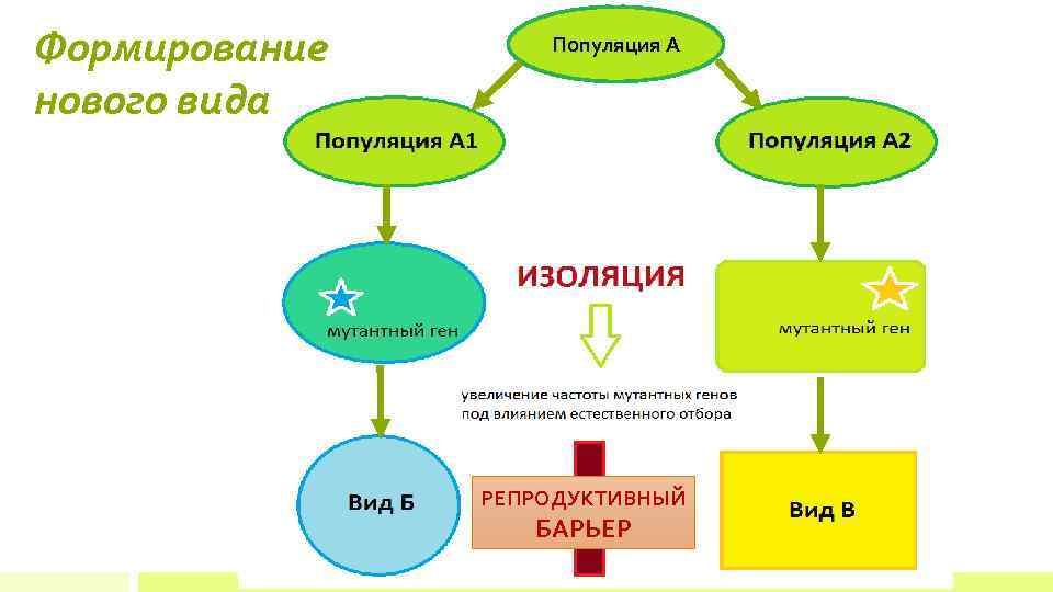 Формирование нового вида Популяция А РЕПРОДУКТИВНЫЙ БАРЬЕР 