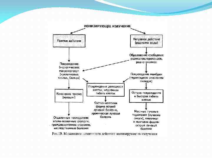 Действие ионизирующего излучения. Прямое и косвенное воздействие ионизирующего излучения. Схема биологического действия ионизирующего излучения на человека. Прямое и Непрямое действие ионизирующего излучения на организм. Ионизирующее излучение схема.
