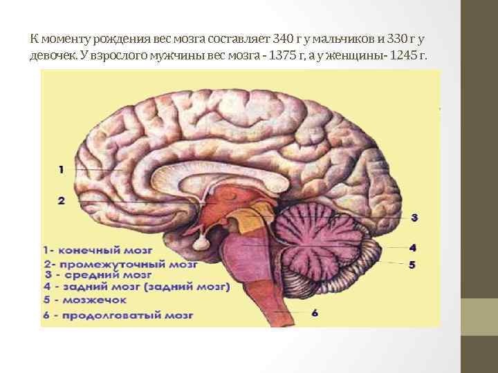 К моменту рождения вес мозга составляет 340 г у мальчиков и 330 г у