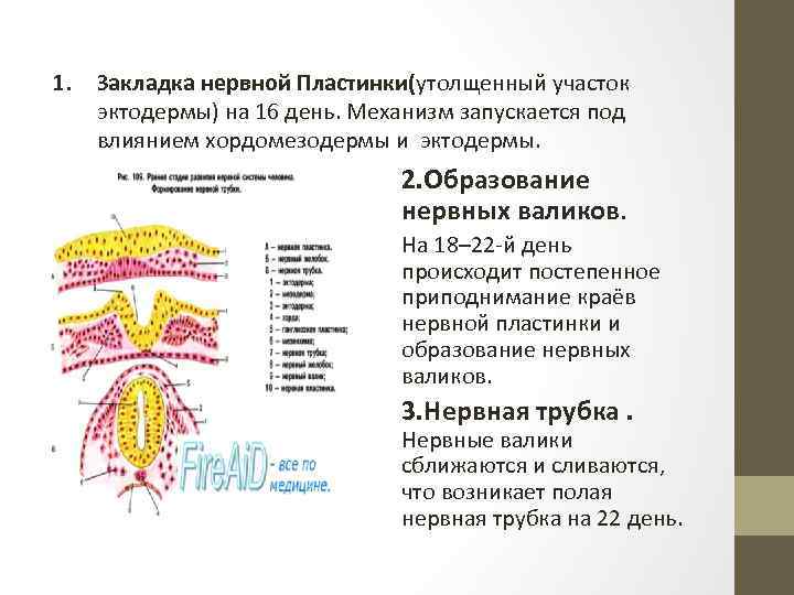 Спинной мозг из эктодермы. Закладка нервной системы в эмбриогенезе. Формирование нервной пластинки. Закладка нервной трубки. Нервная пластинка эктодермы.