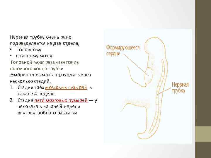 Нервная трубка. Что развивается из нервной трубки. Нервная трубка головной и спинной мозг. Спинная нервная трубка. Головной конец нервной трубки.