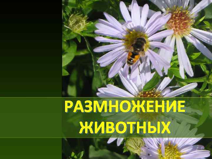 РАЗМНОЖЕНИЕ ЖИВОТНЫХ 