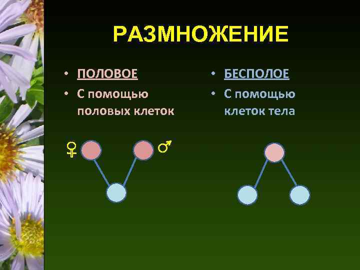 РАЗМНОЖЕНИЕ • ПОЛОВОЕ • С помощью половых клеток • БЕСПОЛОЕ • С помощью клеток