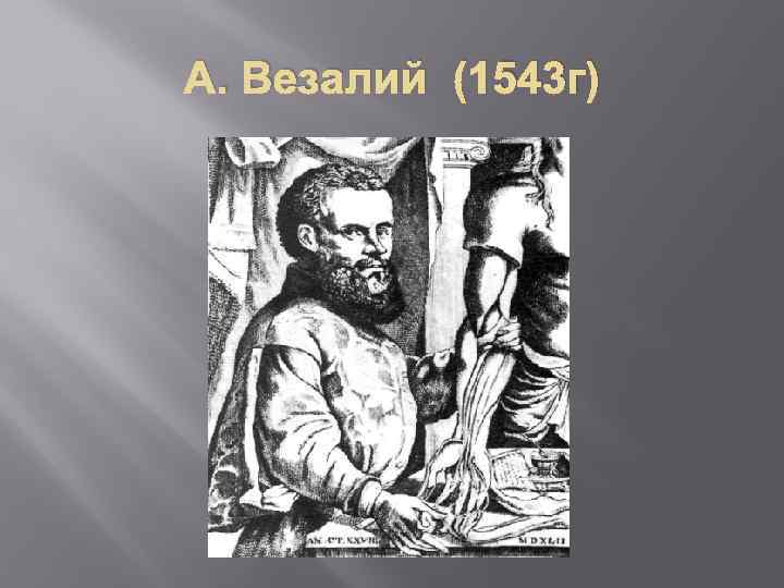 А. Везалий (1543 г) 