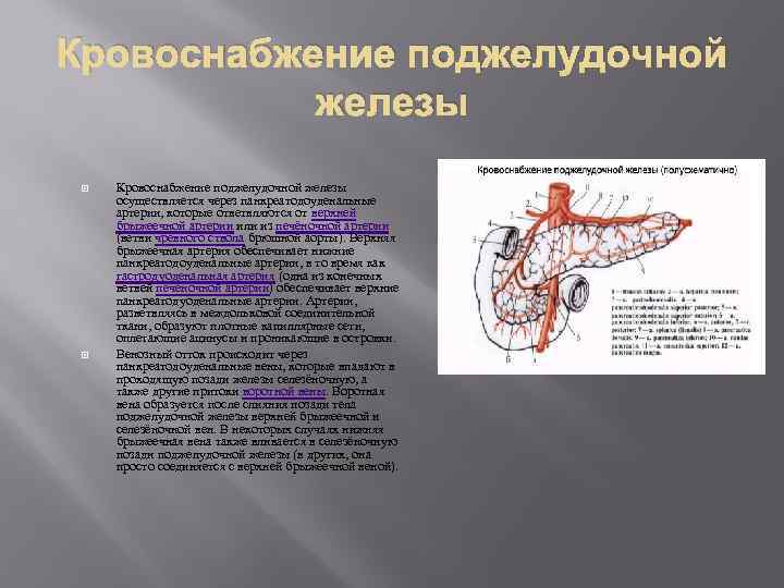 Схема кровоснабжения поджелудочной железы