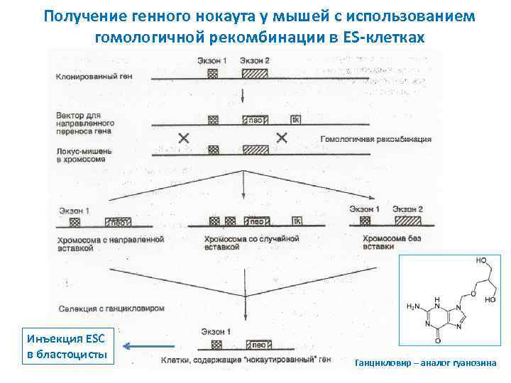 Схема получения трансгенного животного