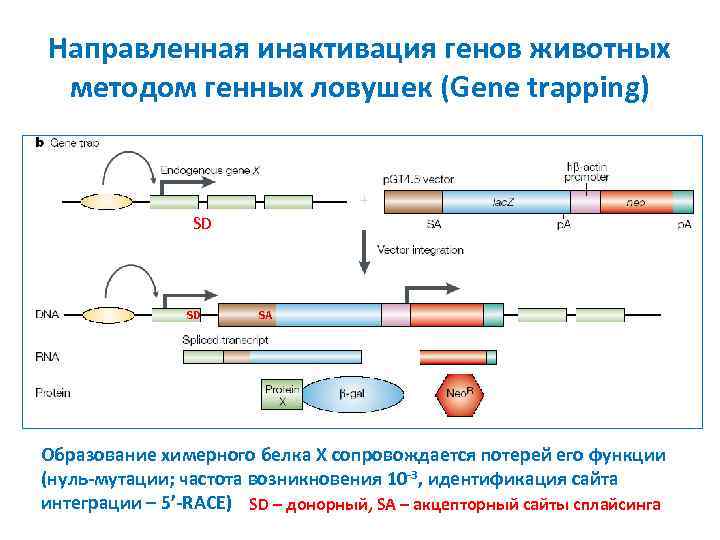 Горизонтальный перенос генов презентация