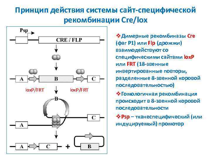 Сайт принцип. Cre Lox рекомбинация. Сайт-специфическая рекомбинация. Сайт-специфической рекомбинации схема. Cre рекомбиназа.