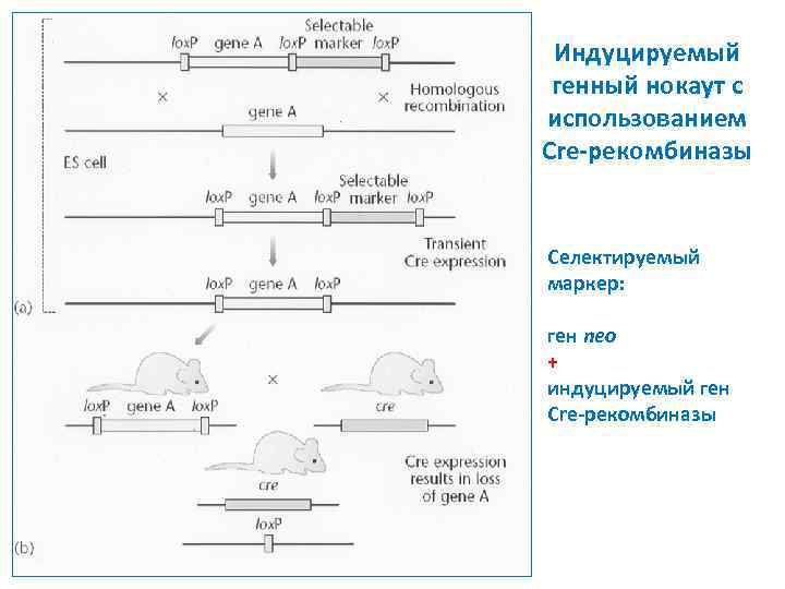 Схема получения трансгенного животного