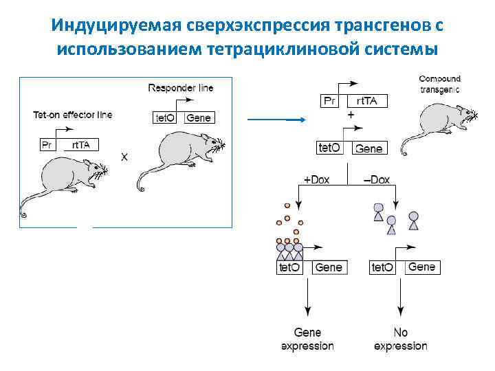 Схема получения трансгенного животного