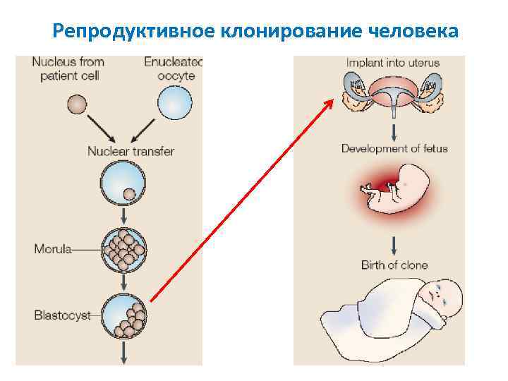 Онтогенез человека репродуктивное здоровье презентация 10 класс